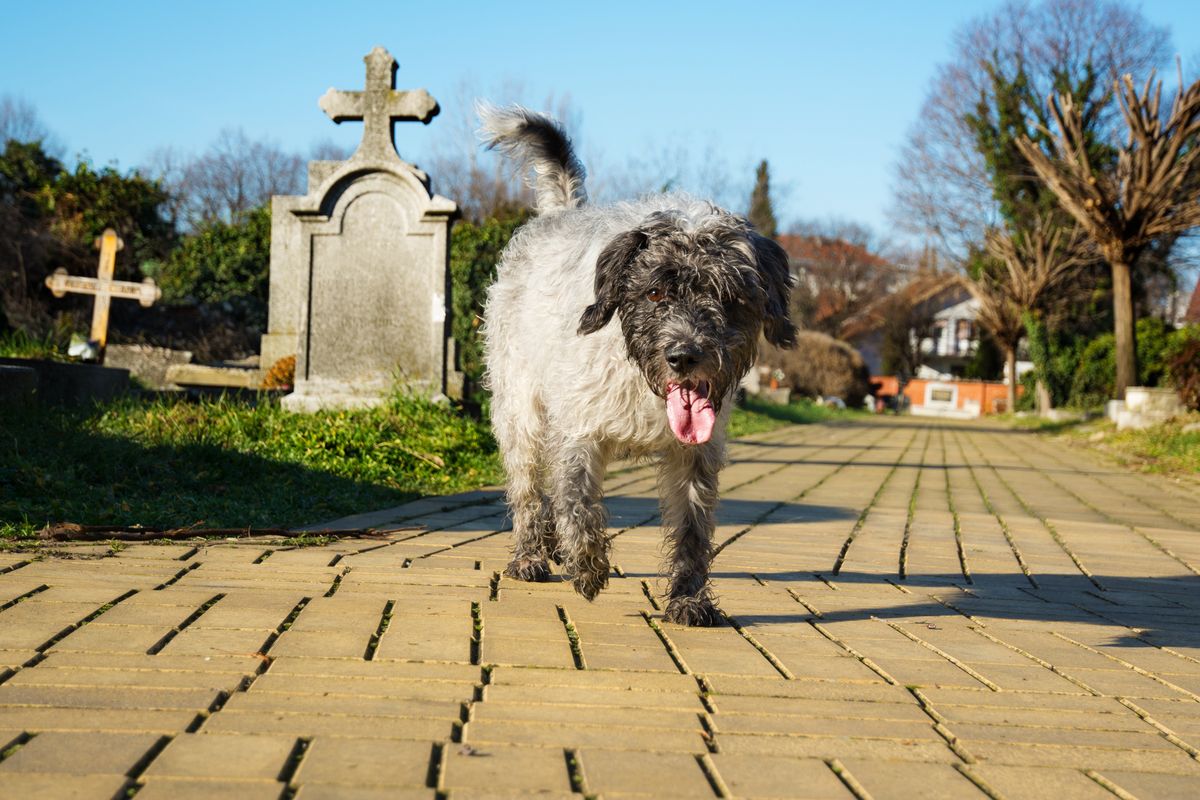 Czy można przyjść na cmentarz z psem?