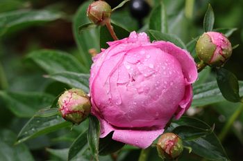 Najlepsze, co można zrobić dla piwonii. Będzie kwitła dłużej i obficiej