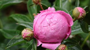 Najlepsze, co można zrobić dla piwonii. Będzie kwitła dłużej i obficiej