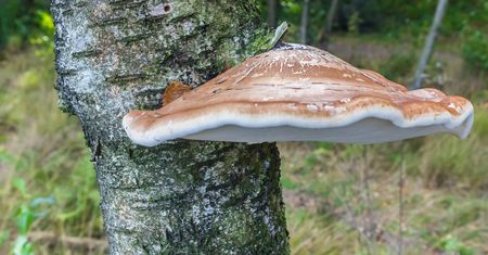 Białoporek brzozowy (huba brzozowa) - skład, właściwości, zastosowanie