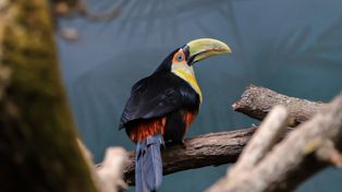 Warszawa: Nowi mieszkańcy zoo robią furorę. Ich dzioby wyglądają niezwykle