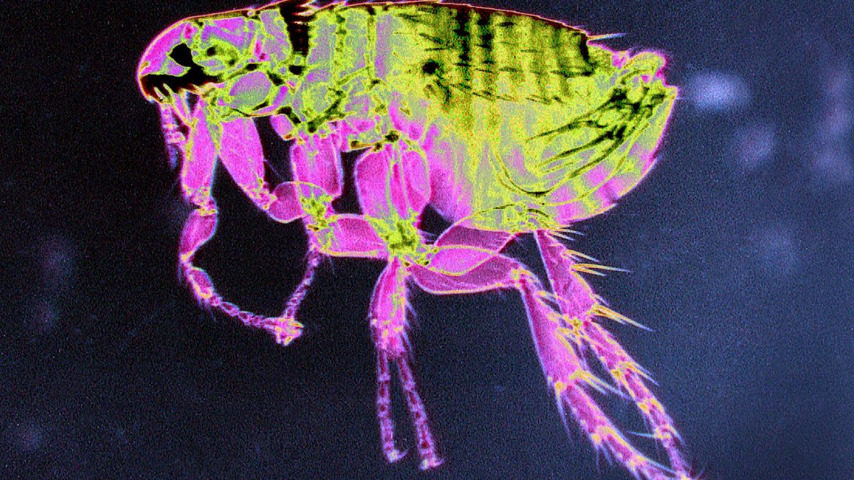 Dżuma w kolejnym miejscu na Ziemi