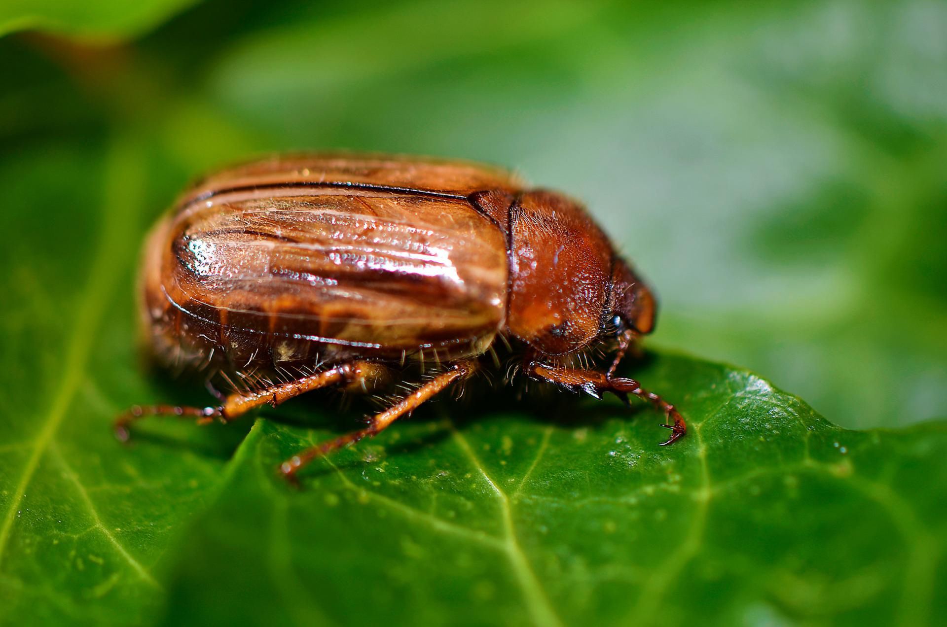 Guniak czerwczyk pojawia się także w miastach
