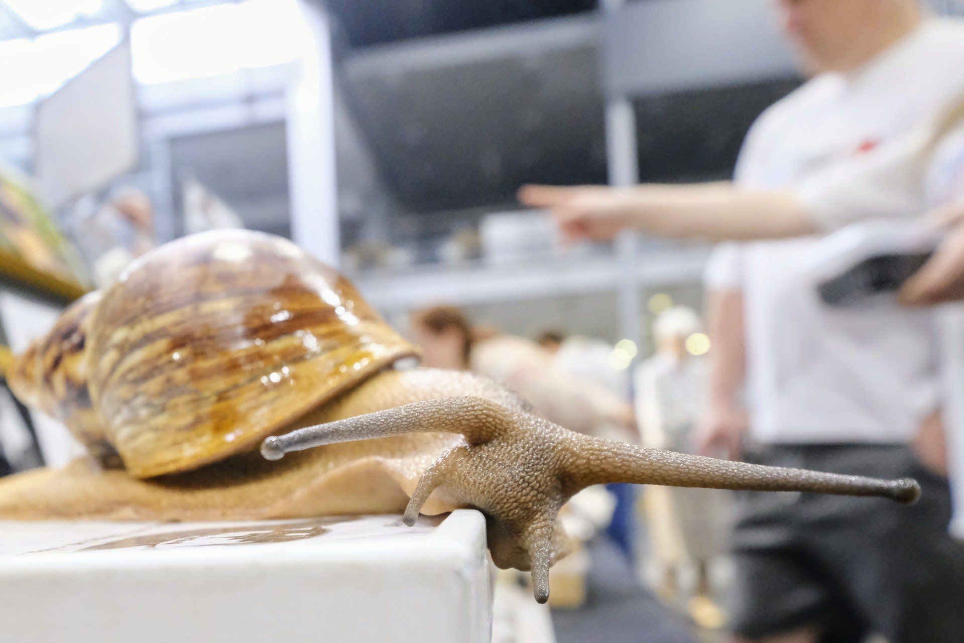 Exotic Fest 2025 na MTP w Poznaniu