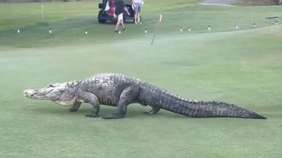 Aligator na polu golfowym 