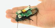 Zrobotyzowane owady na ratunek ocalałym. Mogą przeszukiwać zawalone budynki