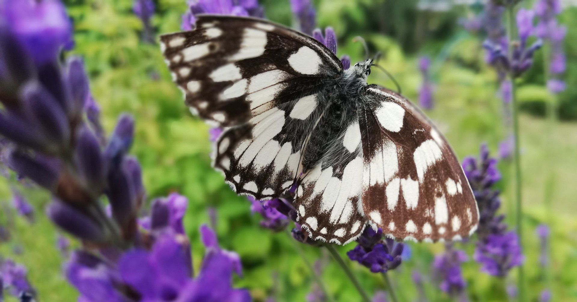 motyl - polowiec szachownica