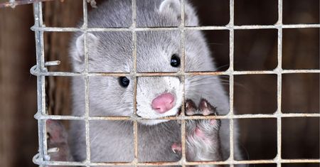 Koronawirus u kolejnych zwierząt. Holandia zamknęła fermy