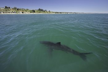 Pierwsze takie nagranie. Trafili na żarłacza błękitnego