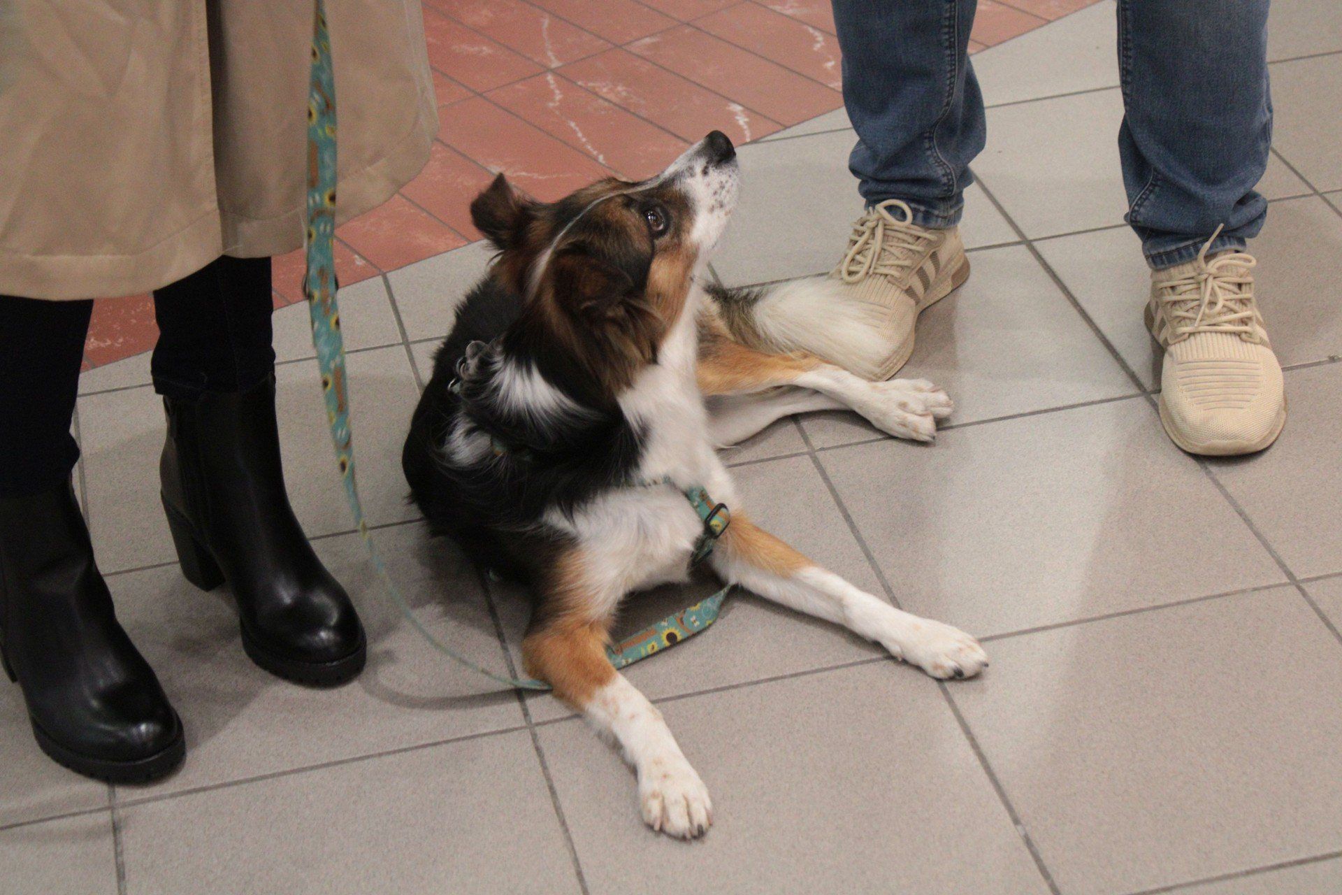 DOGEVENT NA 4 ŁAPACH W FORUM