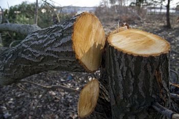 Wtedy możesz wyciąć drzewo bez pisemnej zgody. Kluczowy termin