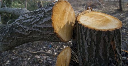Wtedy możesz wyciąć drzewo bez pisemnej zgody. Kluczowy termin