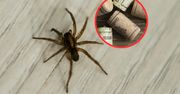 Postaw przy drzwiach. Pająki uciekną co do jednego