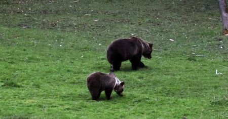 Słowak poszedł na grzyby. Zaatakowała go niedźwiedzica