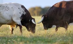 Byki uciekły z gospodarstwa w gminie Chojnice. Ważny apel do mieszkańców