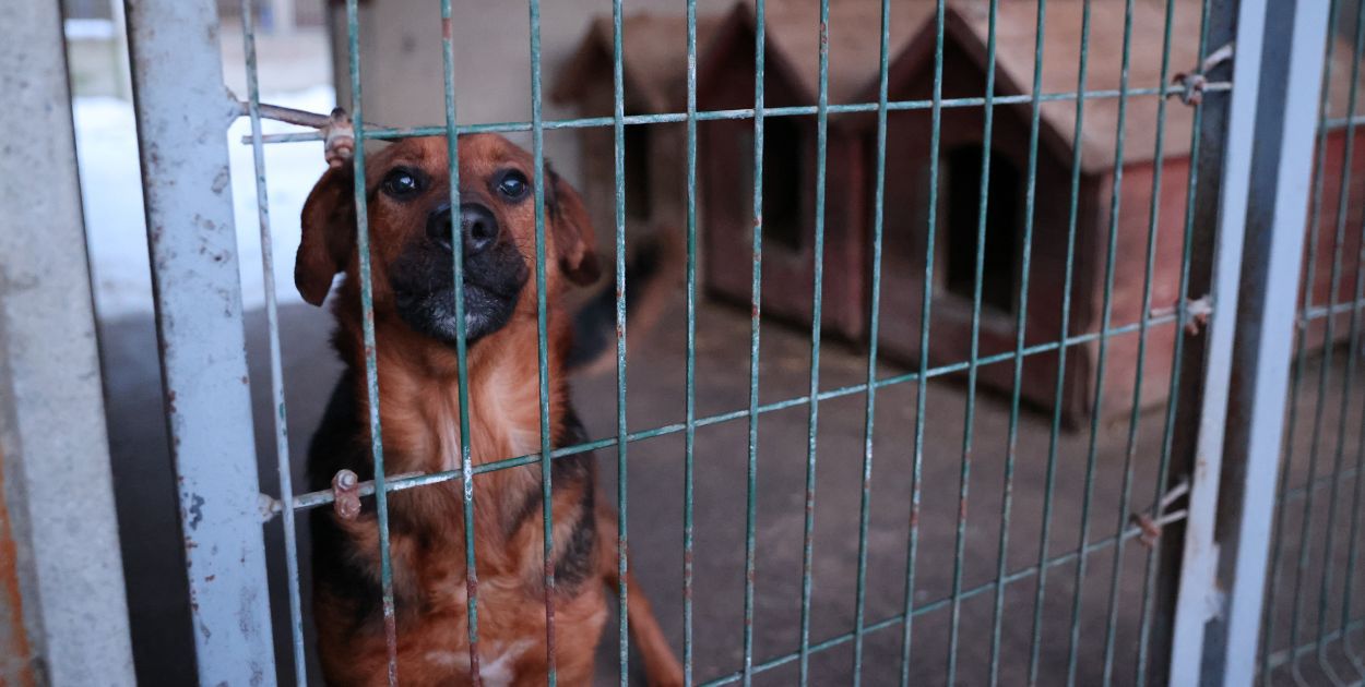 W trosce o czworonożnych przyjaciół – sytuacja schronisk w województwie mazowieckim!