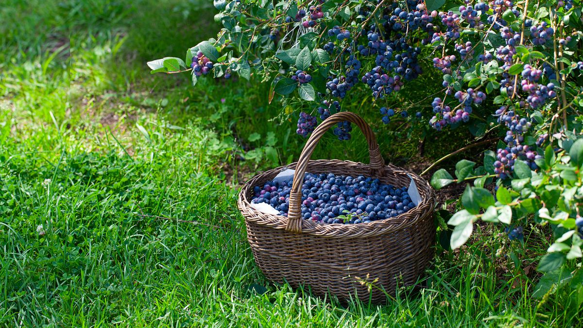 Borówka amerykańska