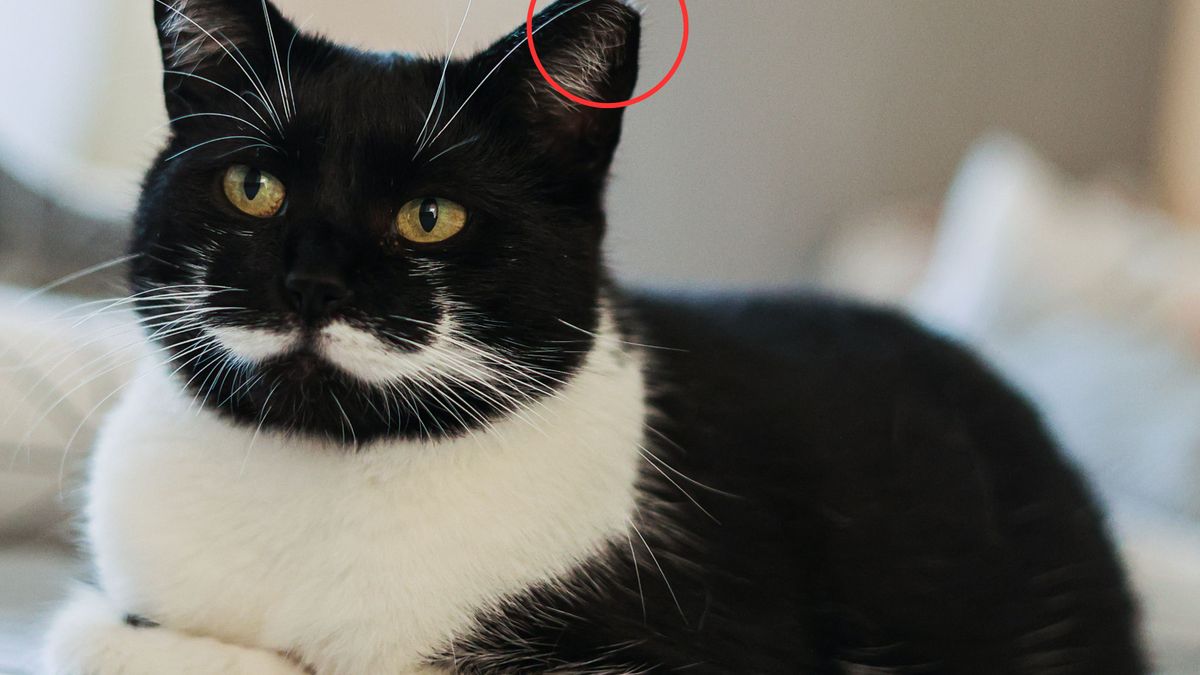 Dlaczego niektóre koty mają przycięte ucho?