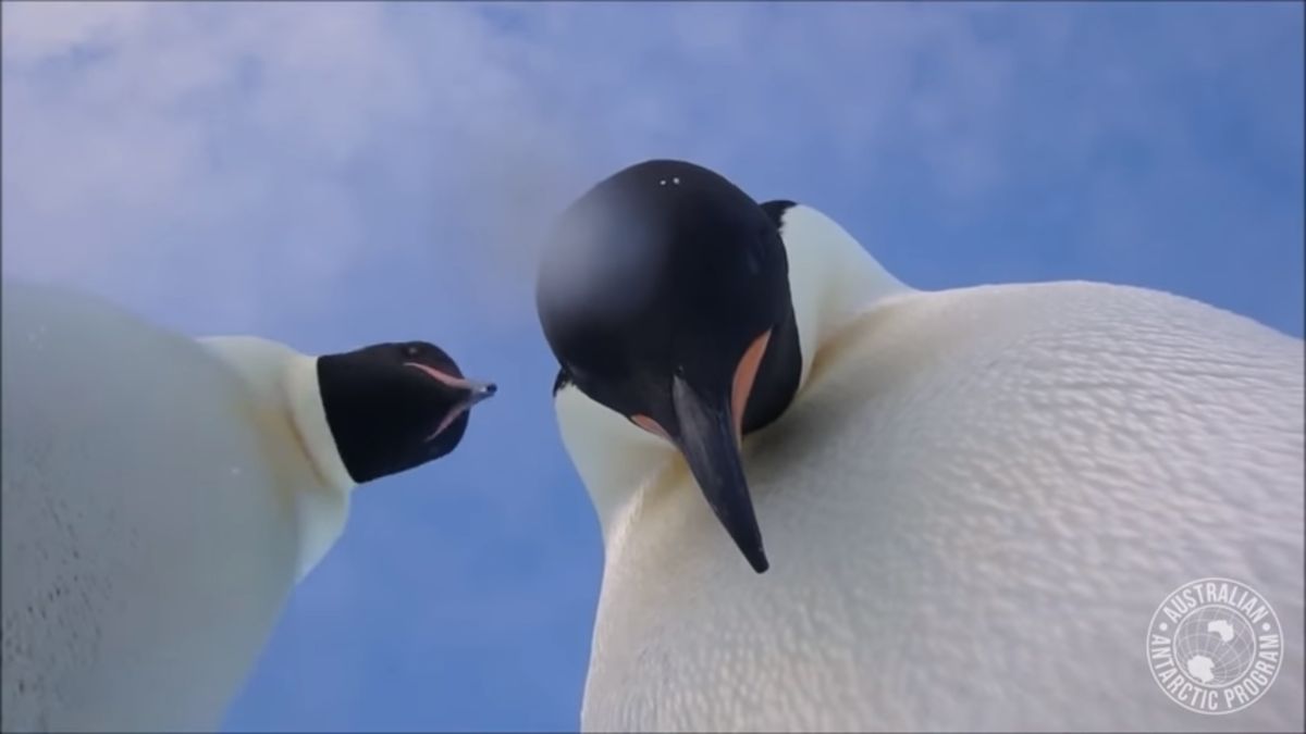 Pingwiny cesarskie znalazły aparat. Nie uwierzysz, co stało się później 1