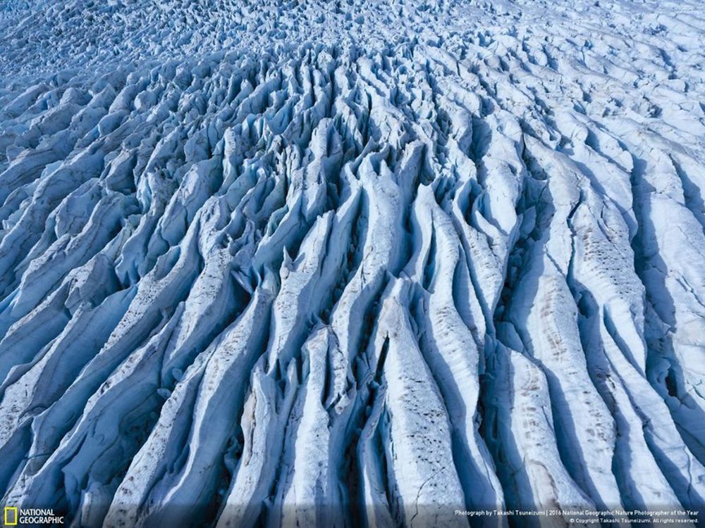 Fotografie natury, która nie przestaje zachwycać. Oto finałowe prace konkursu National Geographic Nature Photographer of the Year 2016 39