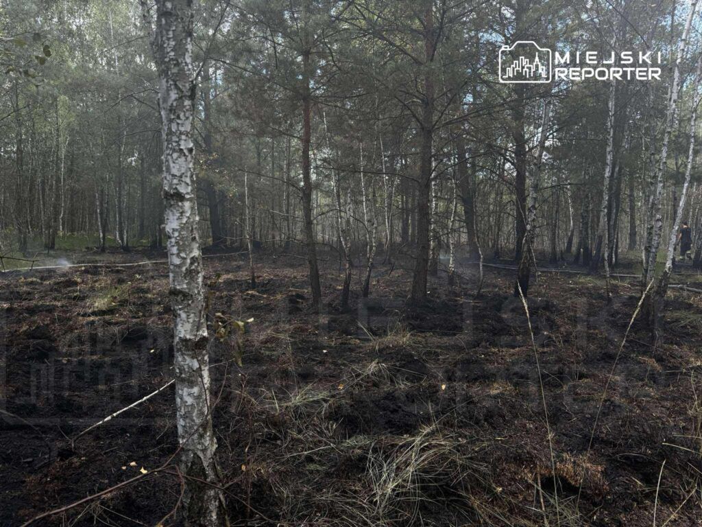 W lesie widoczne są spalone fragmenty ziemi, z uschniętymi trawami i smużkami dymu unoszącymi się w powietrzu.