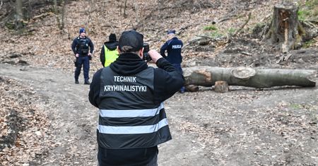 Pień przygniótł przedszkolaków. Jest komunikat Lasów Państwowych