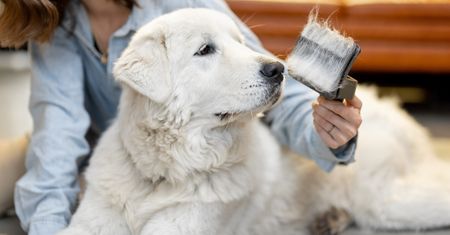 Czy usługi groomerskie są konieczne dla wszystkich psów? Nie każda rasa potrzebuje pielęgnacji w salonie