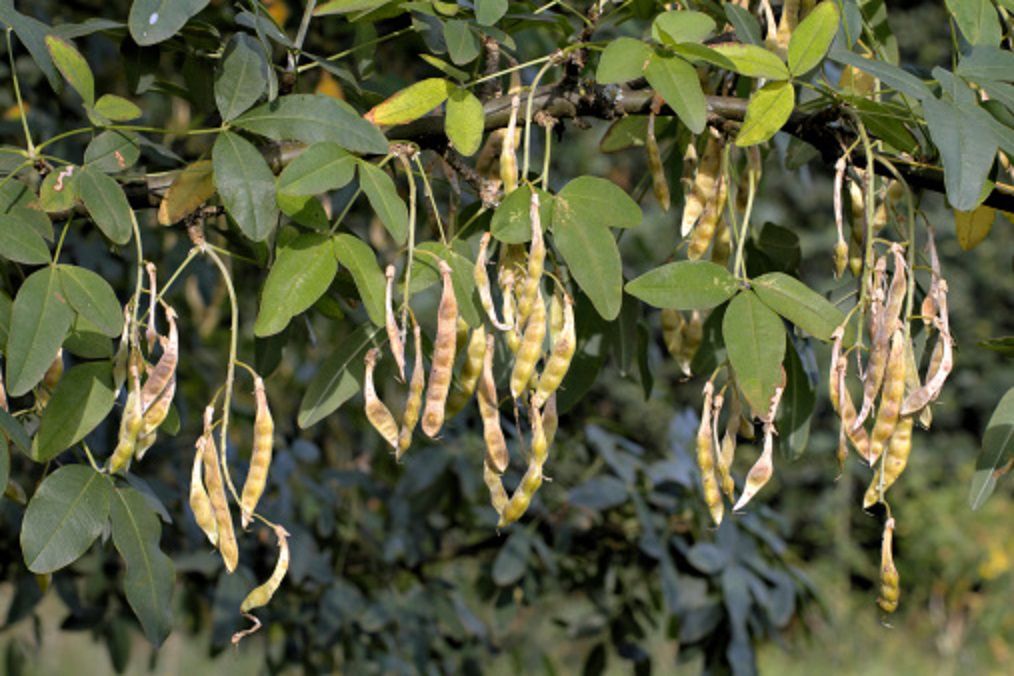 4-latek trafił do szpitala z objawami silnego zatrucia. Zjadł ziarenka złotokapu - toksycznej rośliny