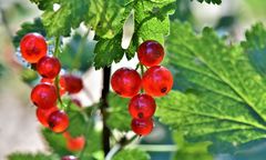 Muzeum Wsi Radomskiej. Weekend w skansenie pod znakiem owoców