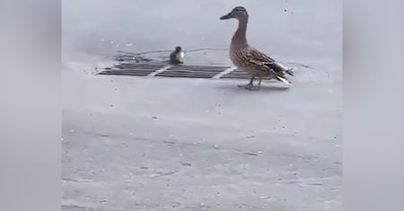 Małe kaczki w tarapatach. Wystarczyła chwila nieuwagi