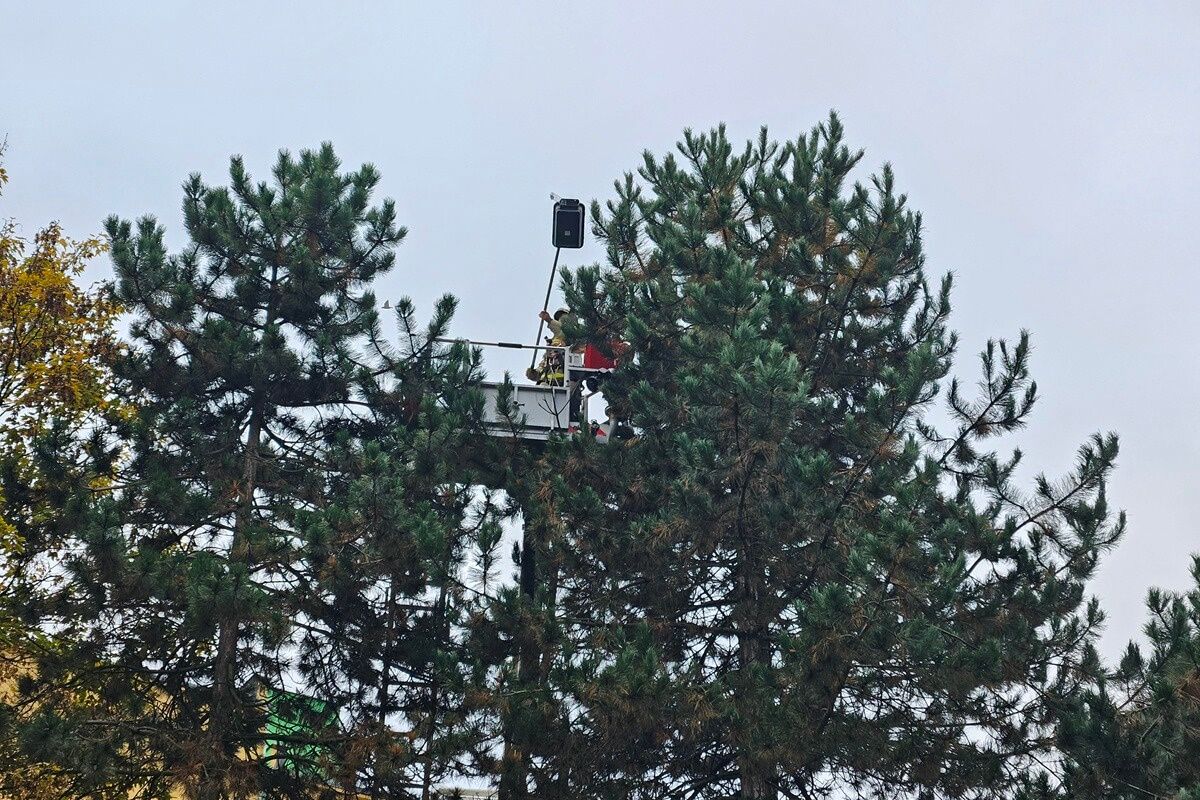 Akcja strażaków przy ul. Odlewniczej - kot na drzewie