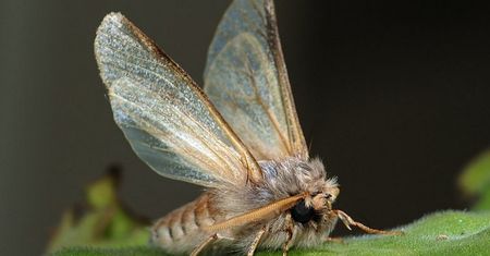 Ćmy są wydajniejsze w zapylaniu roślin od pszczół