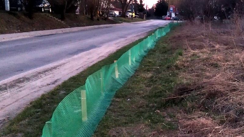 Ratują migrujące żaby przed samochodami