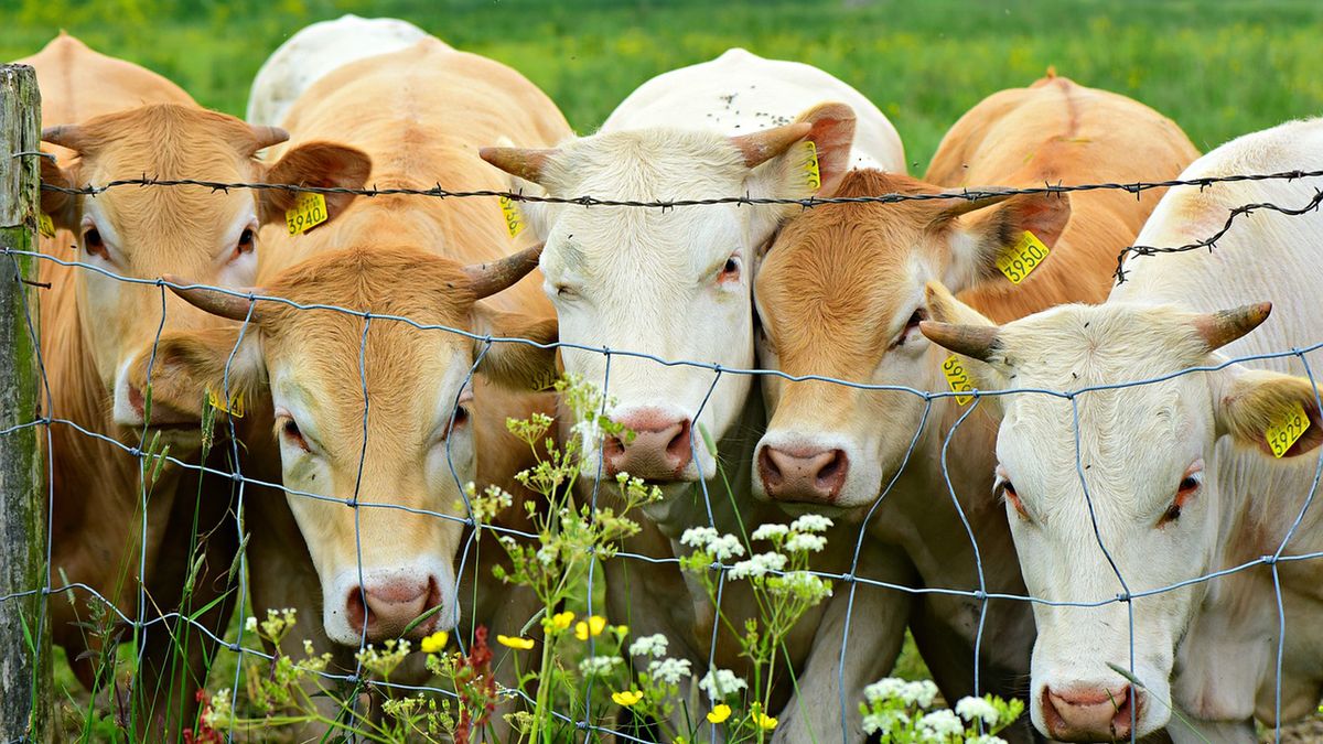 Polscy politycy darowali życie stadu krów. Bill Gates nie byłby zadowolony 1