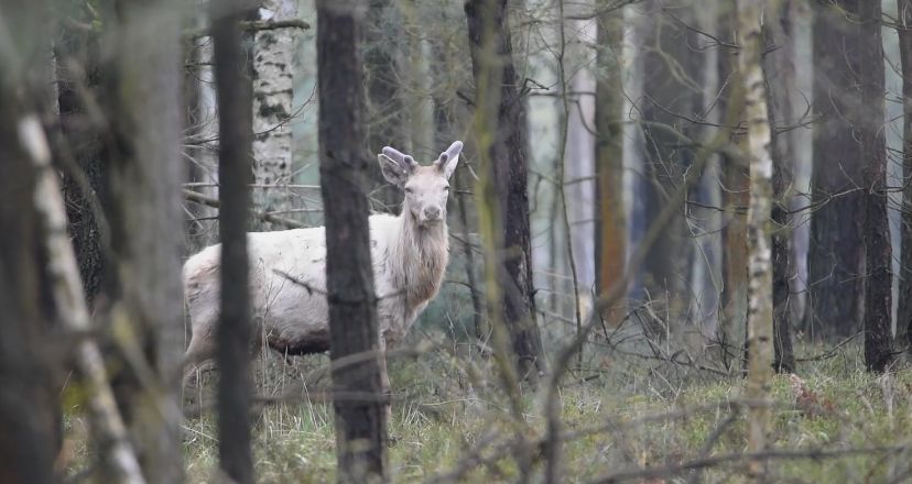 Białe jelenie to prawdziwa rzadkość. Screen z nagrania Maksymiliana Dobosza. Nadleśnictwo Olesno.