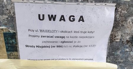 Lublin: Uwaga! Ktoś truje koty na LSM! Uważajcie na swoich pupili!