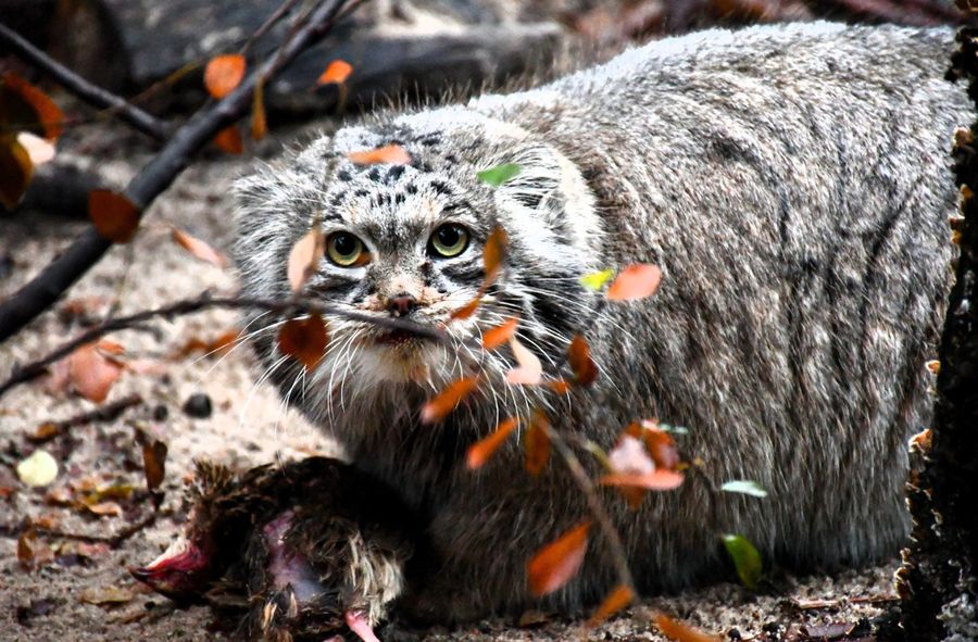 Manul z poznańskiego zoo walczy w ogólnoświatowym konkursie