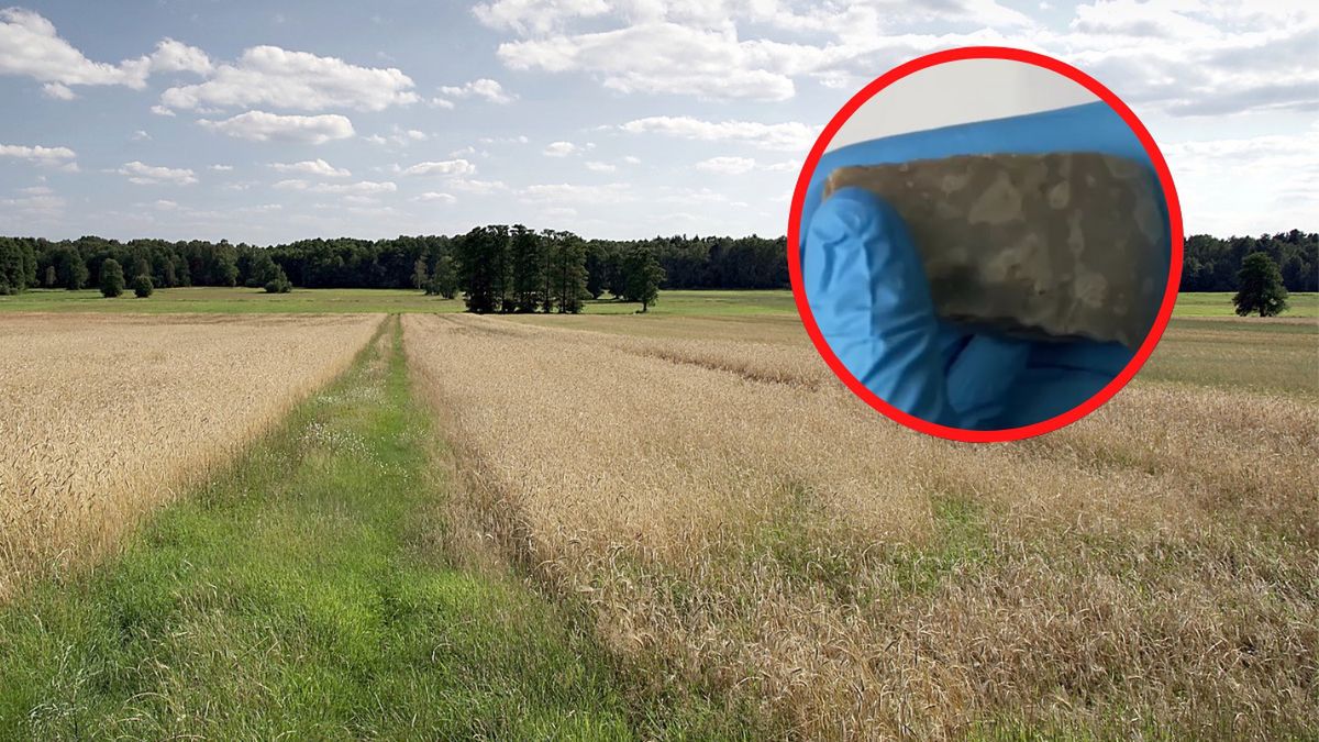 Nietypowe znalezisko na polu