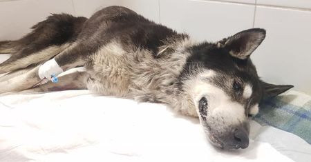 Śmierć psa w męczarniach. Była sołtys Krzyżowej oskarżona