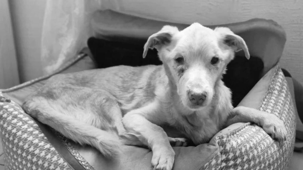 Dramat katowanego psa Nynka. "Moje życie było koszmarem"