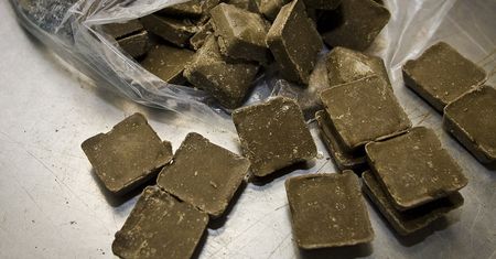 Szczepionki przeciwko wściekliźnie dla lisów. Samoloty będą zrzucać brunatne kostki