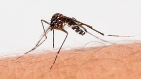 Plaga komarów tygrysich. Są już we Francji (WIDEO)