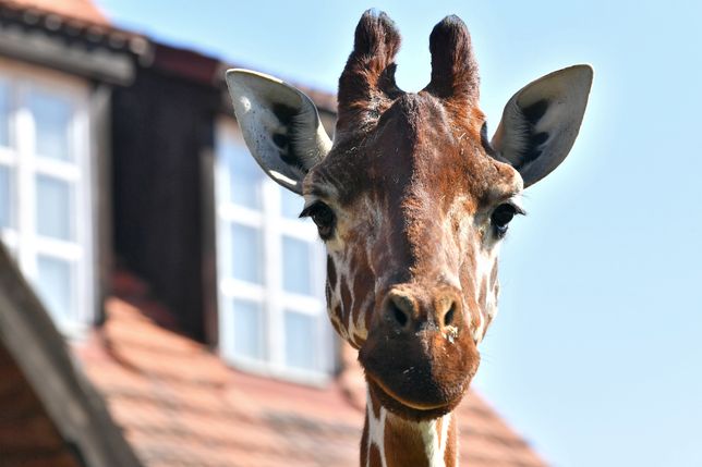 Mała żyrafa urodzona we wrocławskim zoo