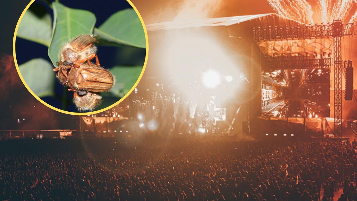 Chrabąszcze okazały się plagą na festiwalu