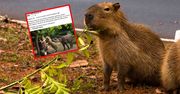 Wrocławskie zoo szuka opiekuna kapibar. Dla wielu to praca marzeń