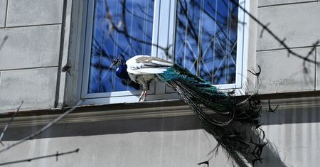 Zagubiony paw. Nietypowy gość w centrum Warszawy