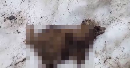 Przykry widok w Tatrach. Leśnik: Nawet ja bym się nie spodziewał