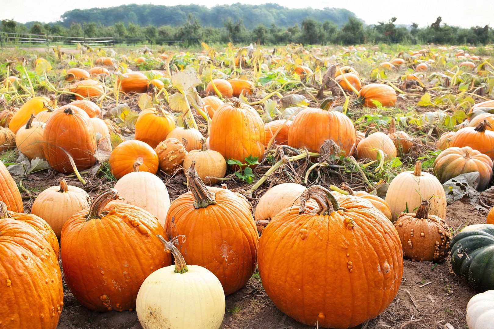 Masz niepotrzebne dynie po Halloween. Leśnik radzi, co możesz zrobić