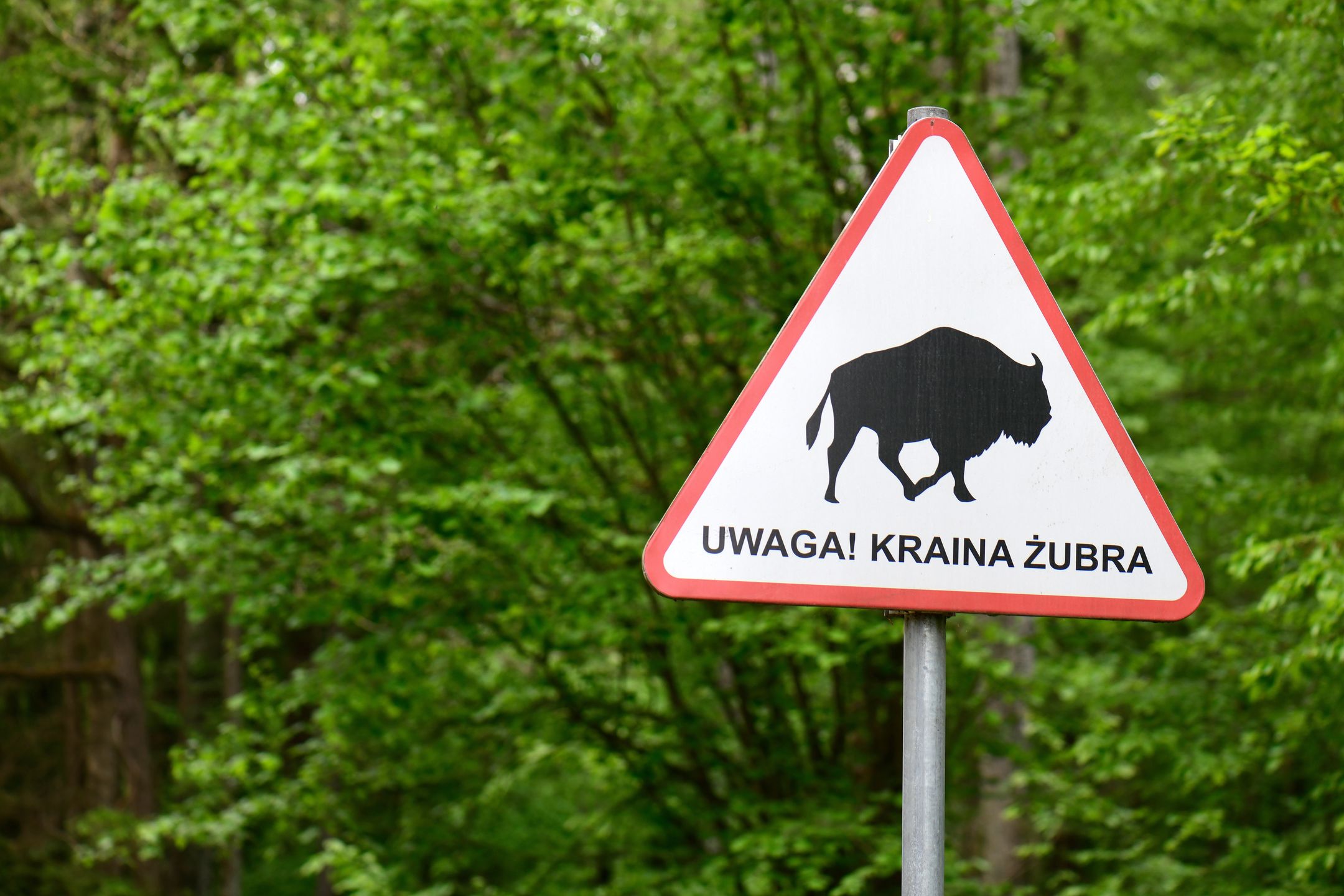 Puszcza Białowieska to jedyny las naturalny w Europie