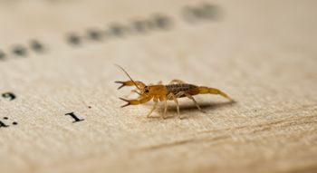Polskie skorpiony. Do złudzenia przypominają te prawdziwe